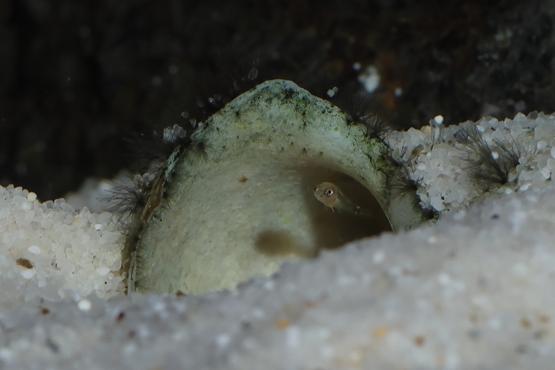 Lamprologus ocellatus (Gold)